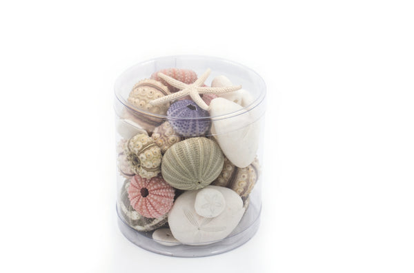 Premium Mixed Sea Urchin Pack